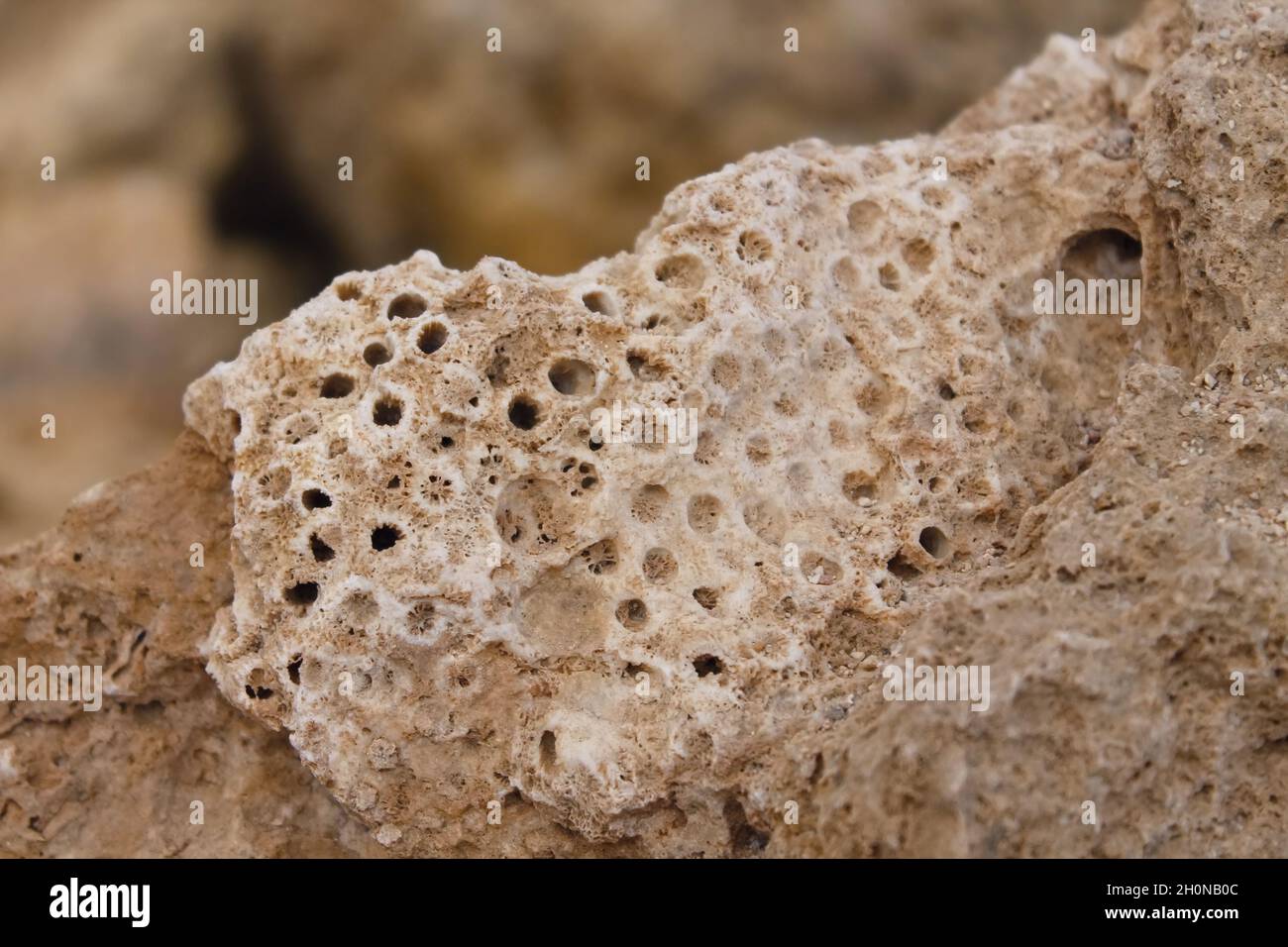 coral, material, mineral, rock, fossil, imprint, fossil, natural Stock ...