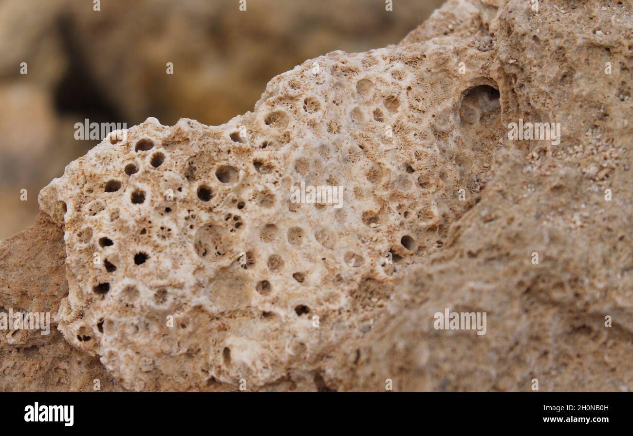 Element extinct ammonite fossil hires stock photography and images Alamy