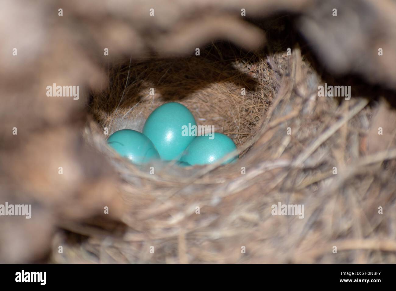 Common Blackbird (Turdus merula) Nest and eggs Stock Photo