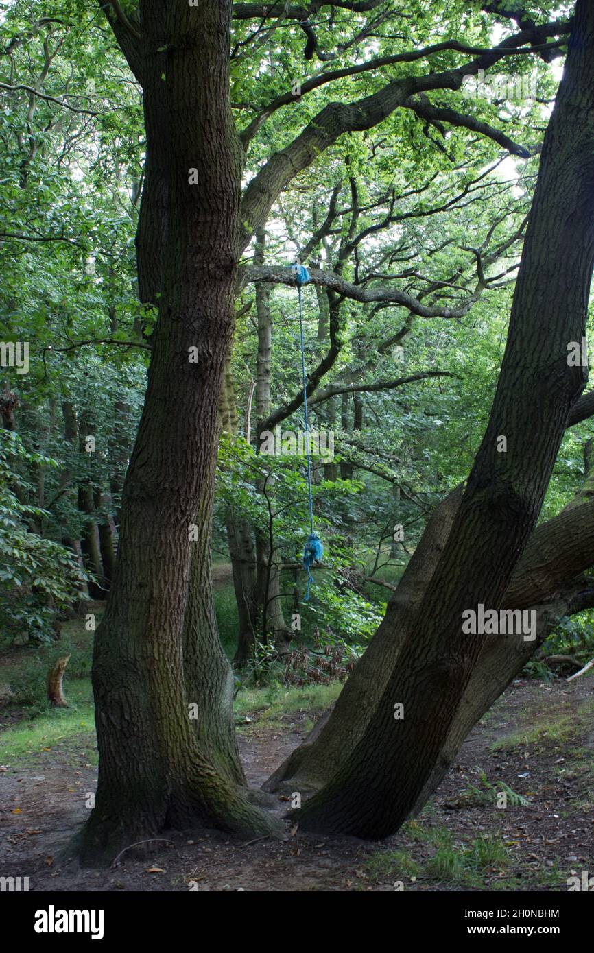 Tree Bark, Tree Trunk, Nature, Plants, Woods, Tree Bark, Tree Trunk, Nature, Plants, Woods, Blue Rope Hanging from a Tree Branch Stock Photo