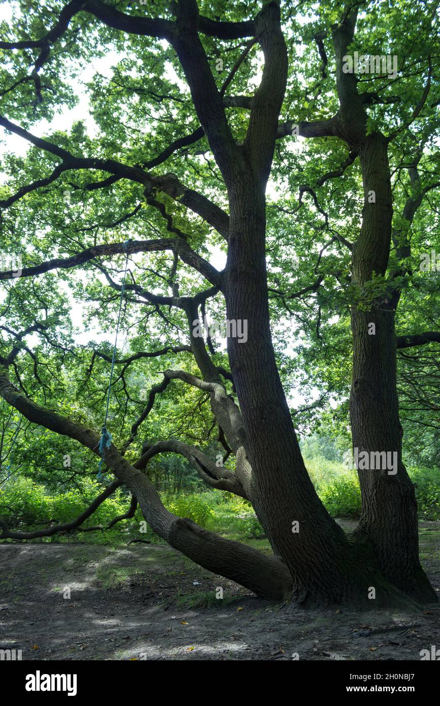 Tree Bark, Tree Trunk, Nature, Plants, Woods, Tree Bark, Tree Trunk ...