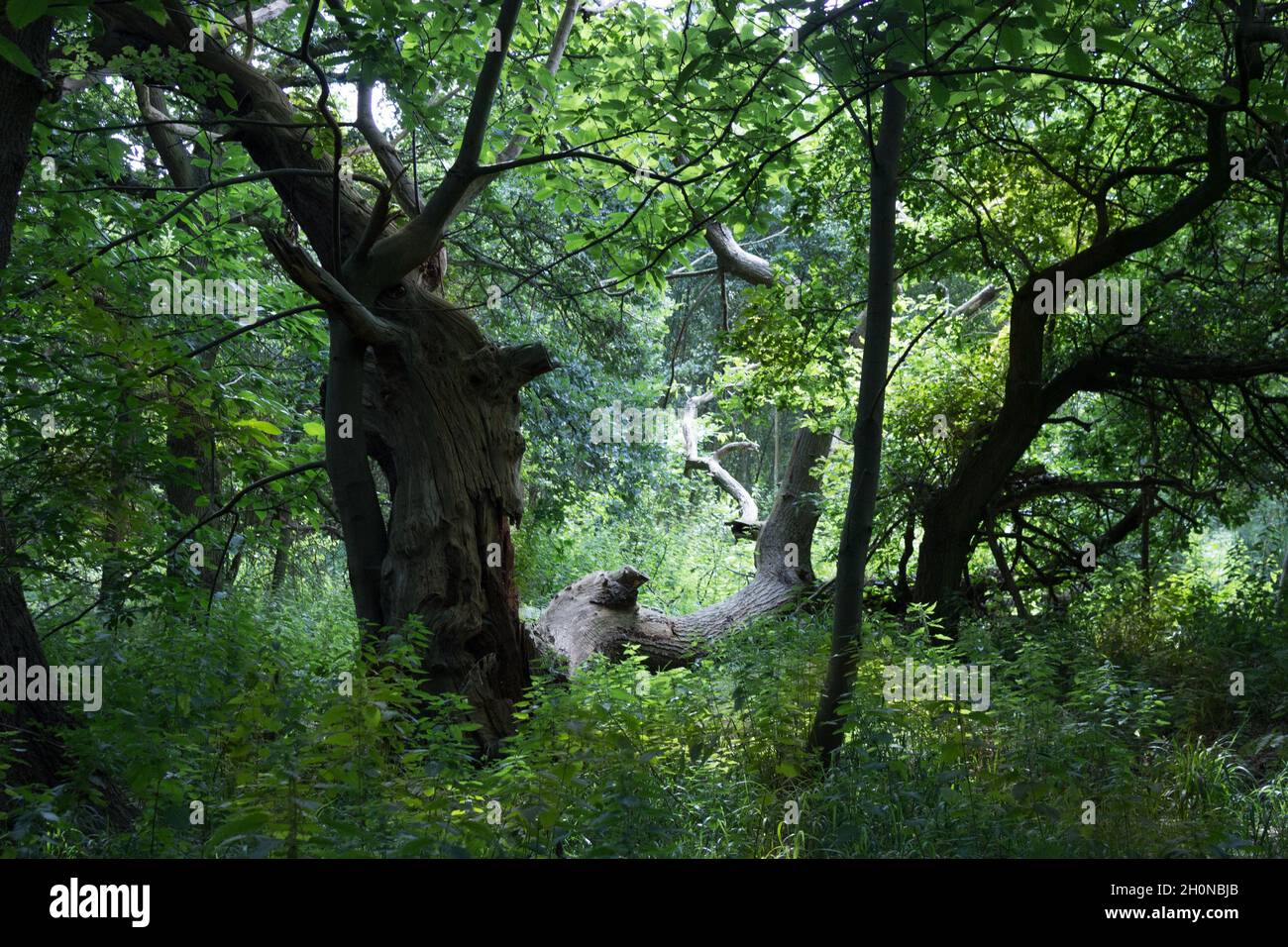Tree Bark, Tree Trunk, Nature, Plants, Woods, Tree Branches, Greenery, Looking into the Woods Stock Photo