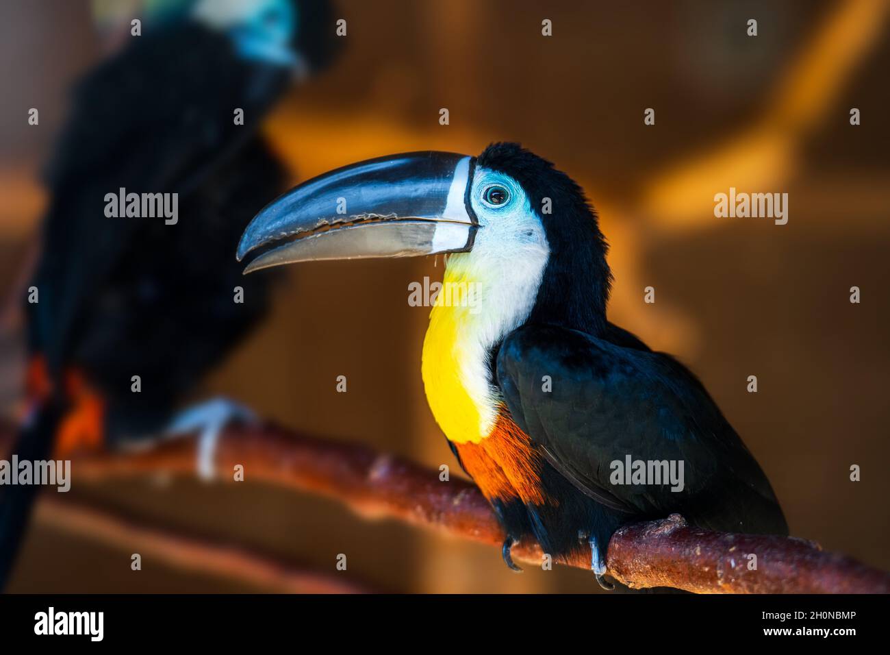 Toucan bird with big black nose or beak sitting on branch in forest. Stock Photo