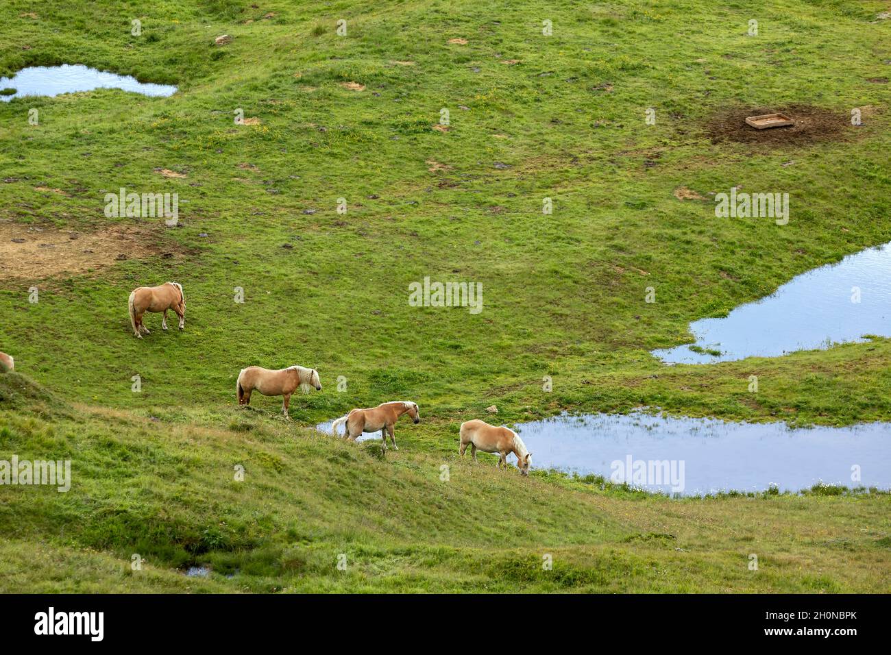 wild horses on pasture in Alps Stock Photo