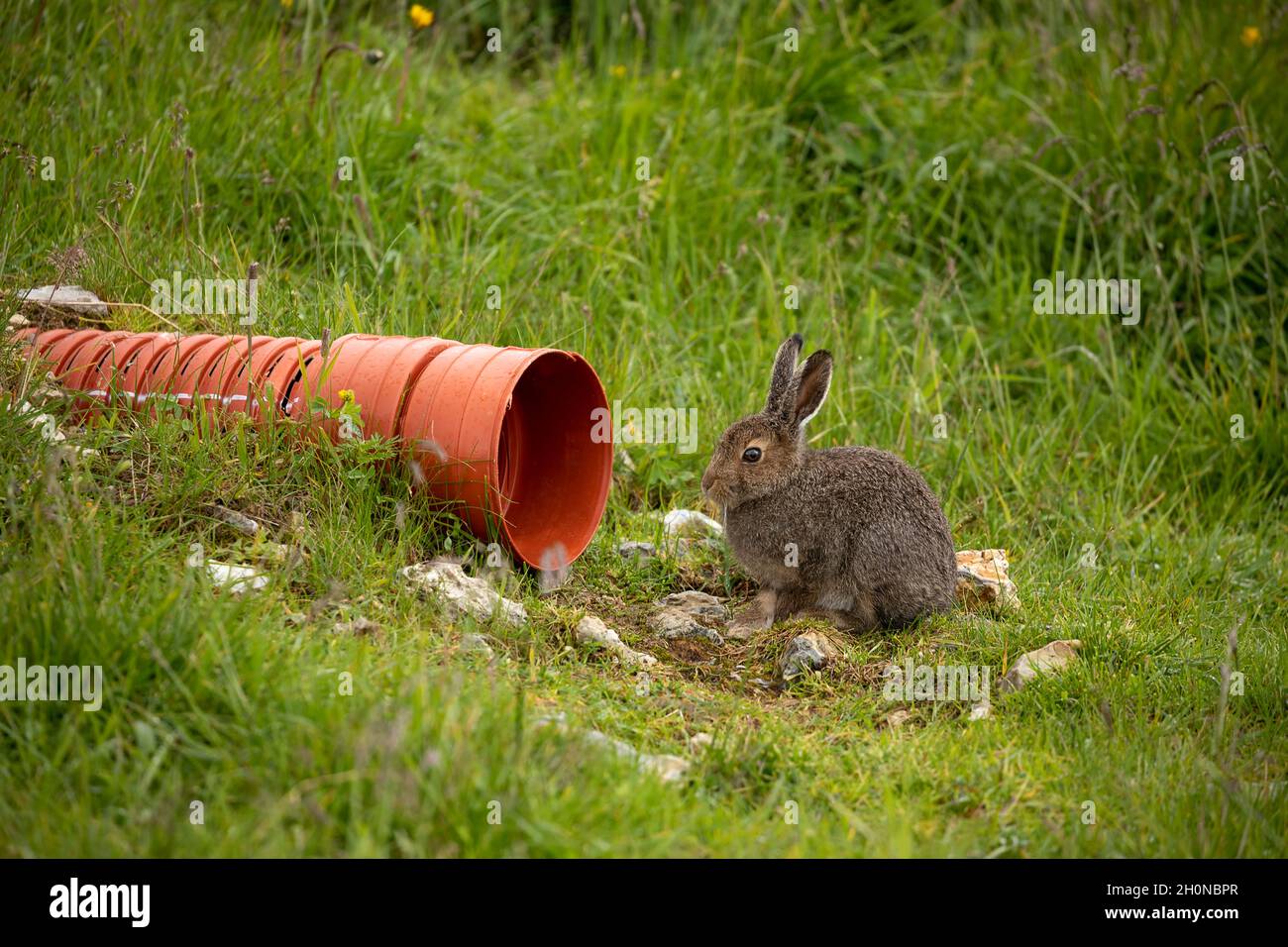 wild rabbit in grass in Alps Stock Photo
