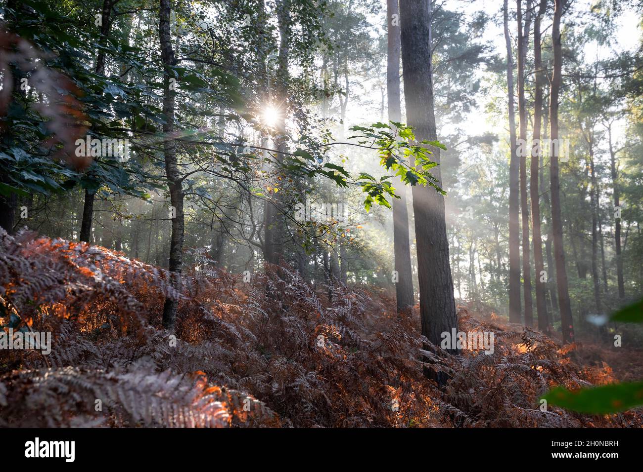 sun beams in foggy autumn forest with fern, Limburg, Netherlands Stock Photo