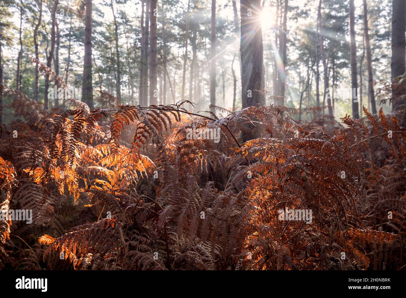 morning sunlight in autumn fern forest Stock Photo