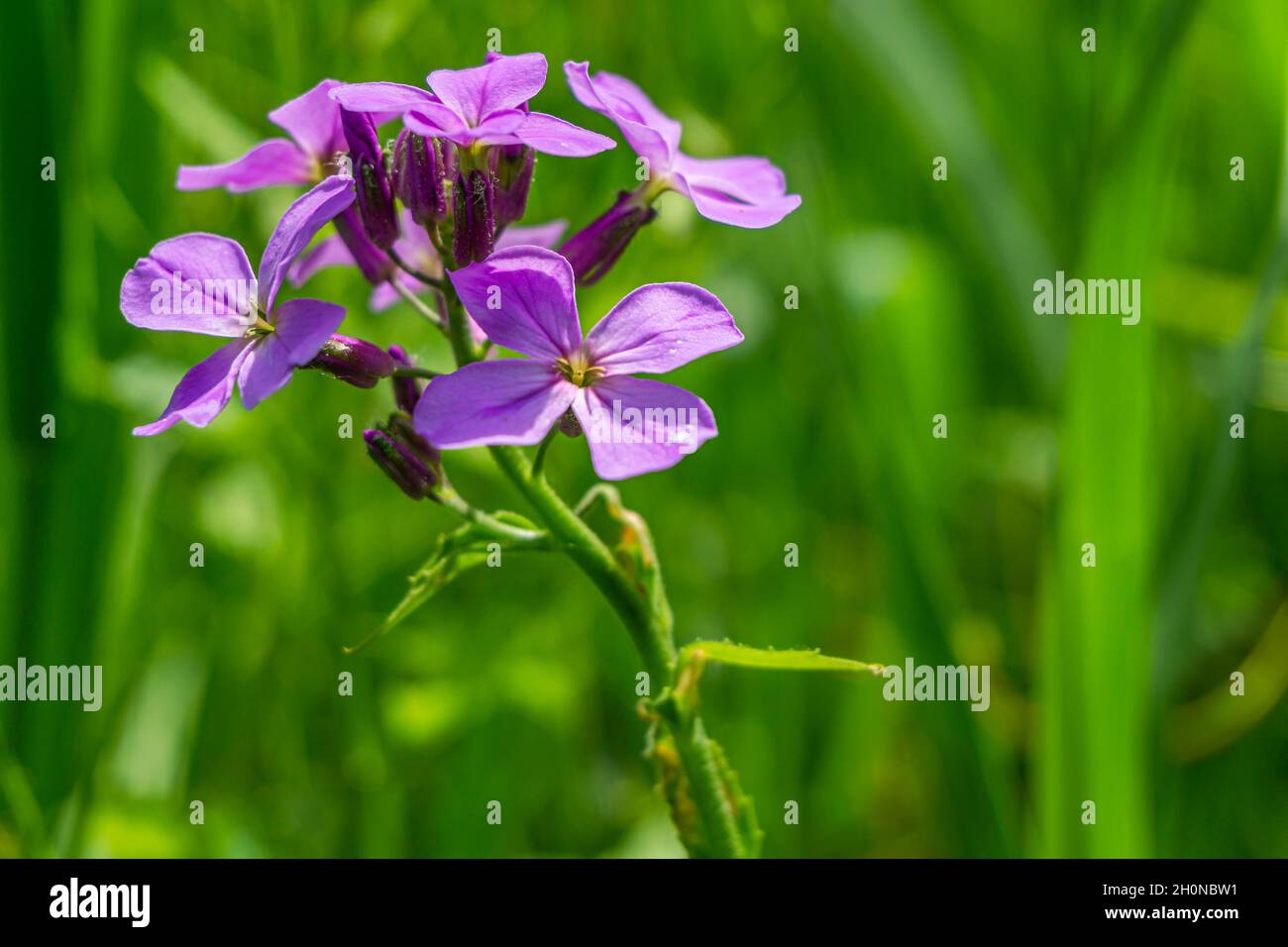 Four petals Dame’s Rocket purple flower of the mustard family is a