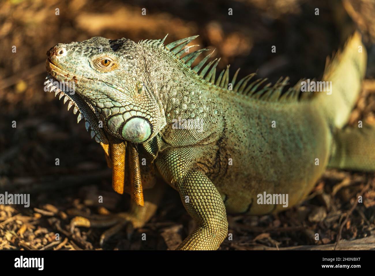 Green reptile iguana basking in sun on forest ground. Stock Photo