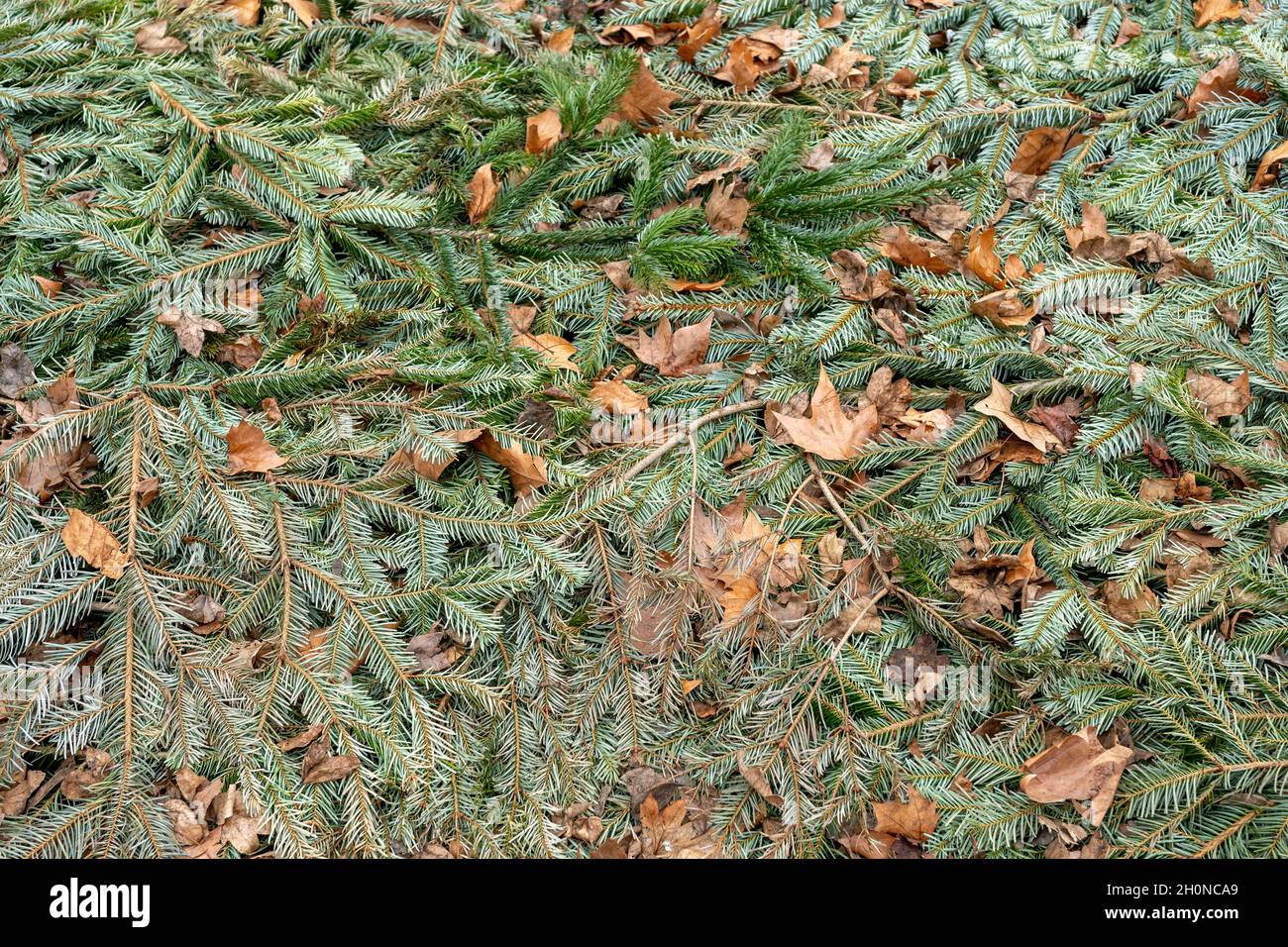 Fir tree branches background on the street. Stock Photo