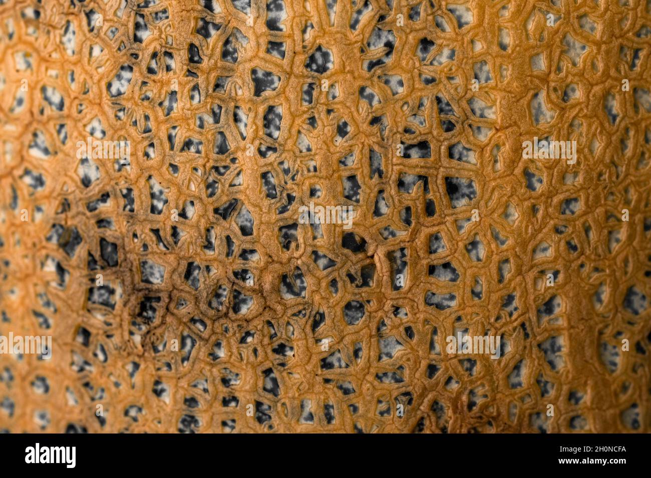 texture of ripe melon close-up. background texture. Stock Photo