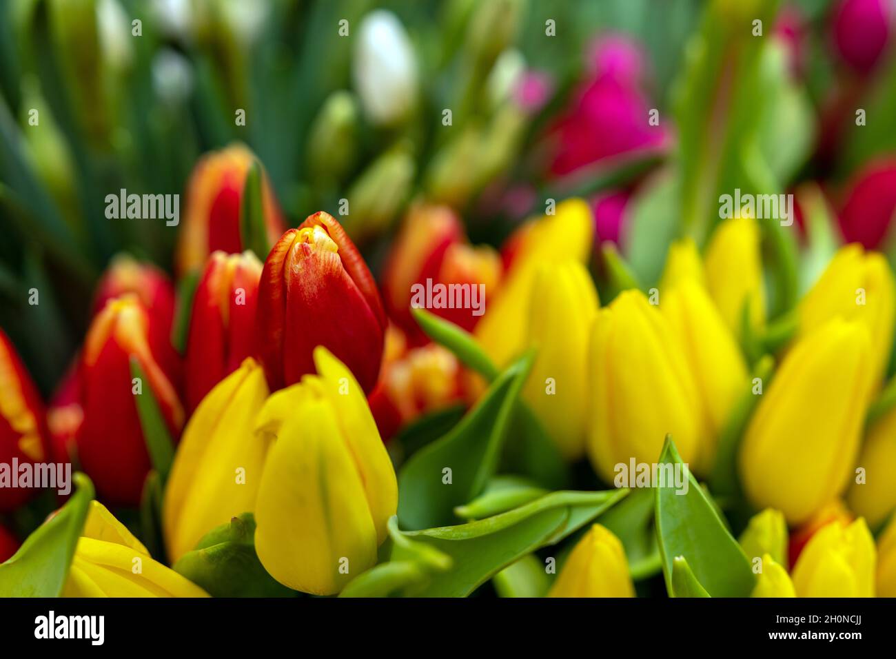 Tulips in a beautiful bouquet hi-res stock photography and images - Alamy