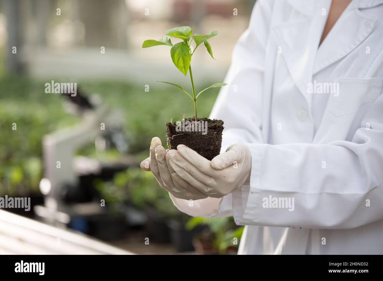 Close up of seedling in agronomist's hands with gloves and white coat in greenhouse with microscope in background. Plant protection and productivity i Stock Photo