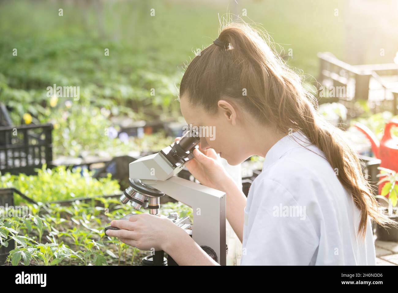 Young pretty woman agronomist in white coat sitting at microscope and supervising seedling's growth in greenhouse. Plant care and protection concept Stock Photo