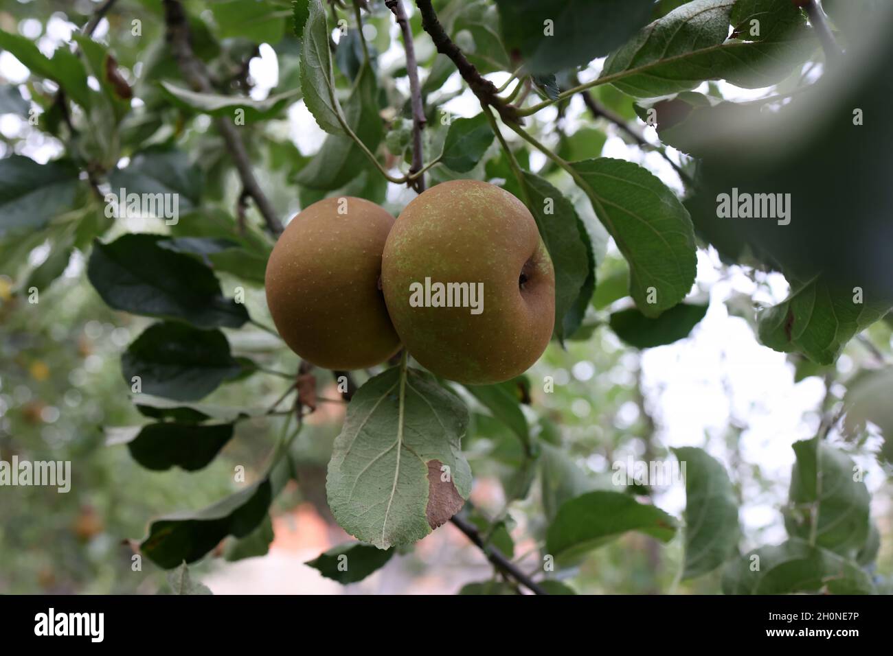 Closeup shot of apples growing on a tree Stock Photo - Alamy