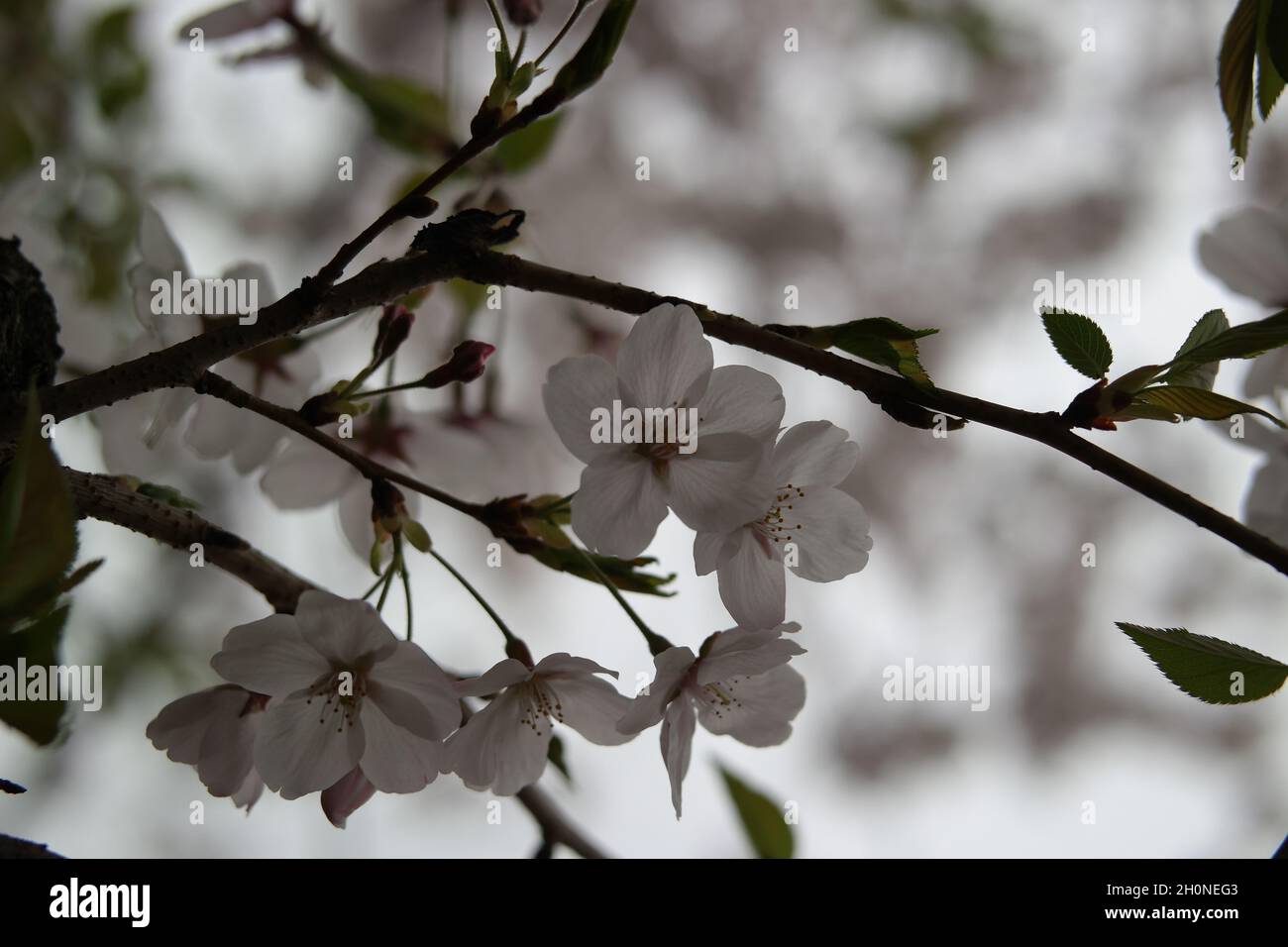 Cherry blossom,cherry blossom seeds and species in Japan Fukoka..Travel