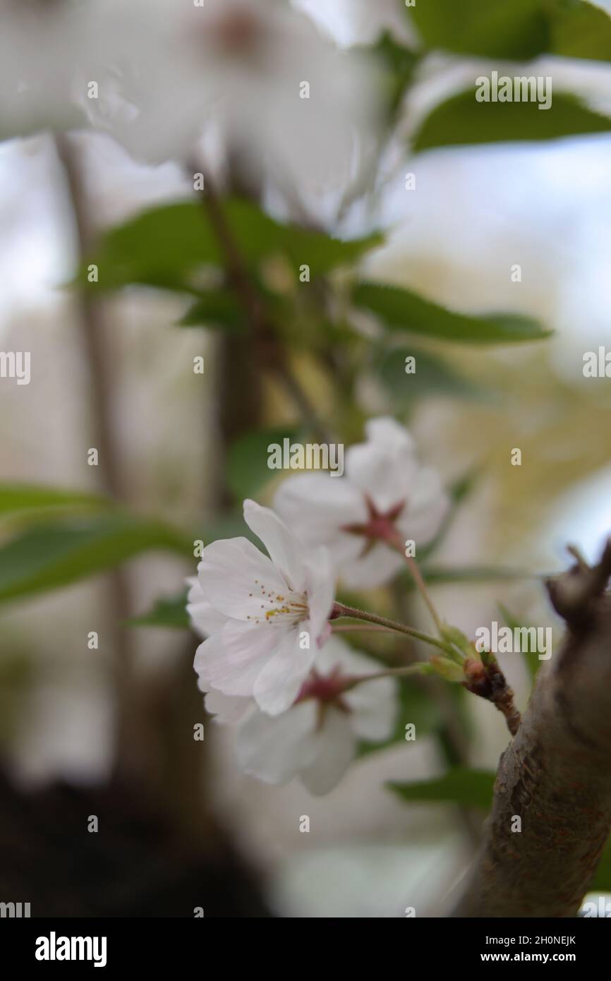 Cherry blossom,cherry blossom seeds and species in Japan Fukoka..Travel