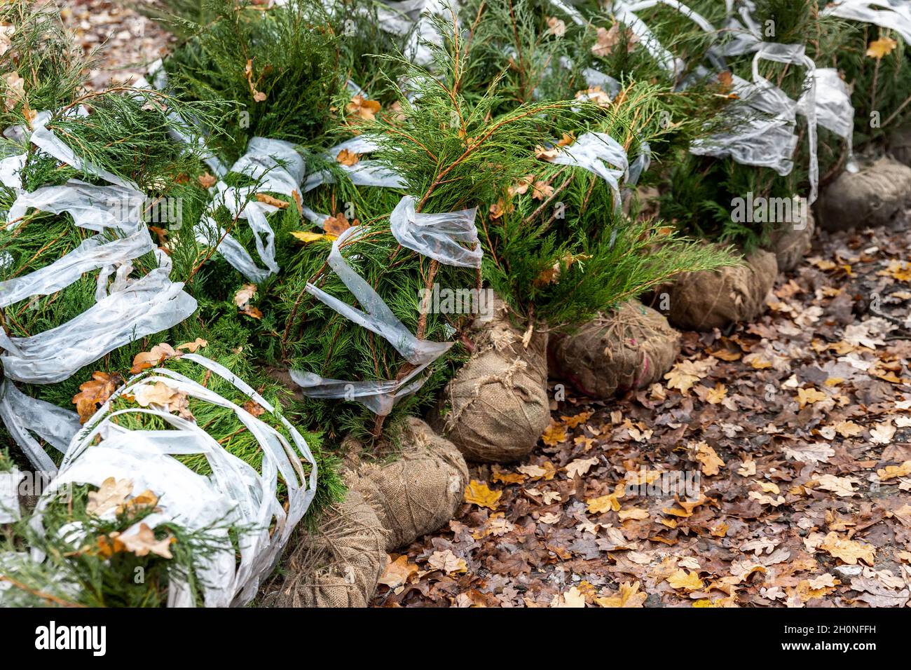 Row of many thuja or cedar wrapped tree aaplings delivering from plant nursery and seedlings for gardening city park or house garden. Lanscaping Stock Photo