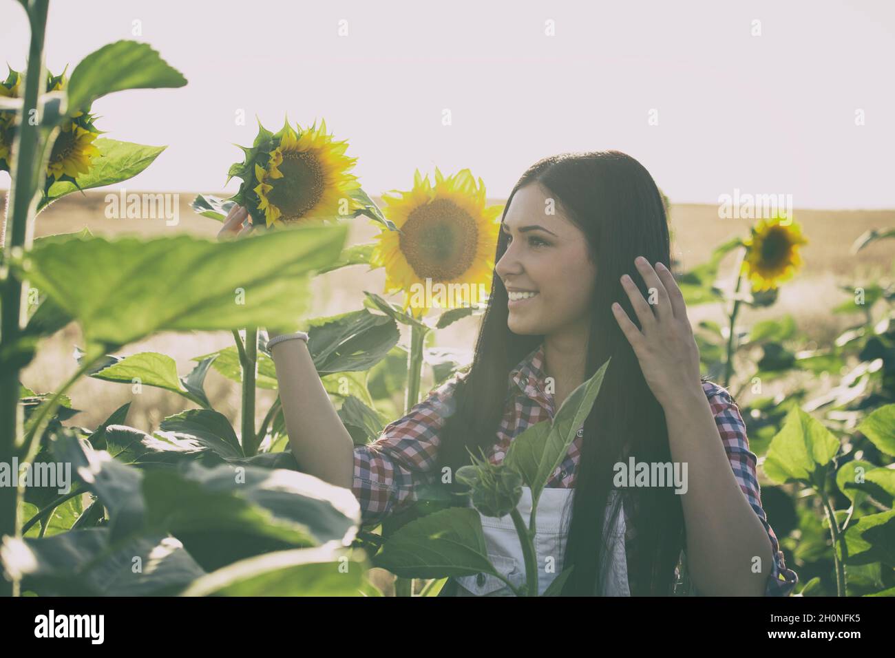 Beautiful young woman standing in sunflower field at sunset Stock Photo ...