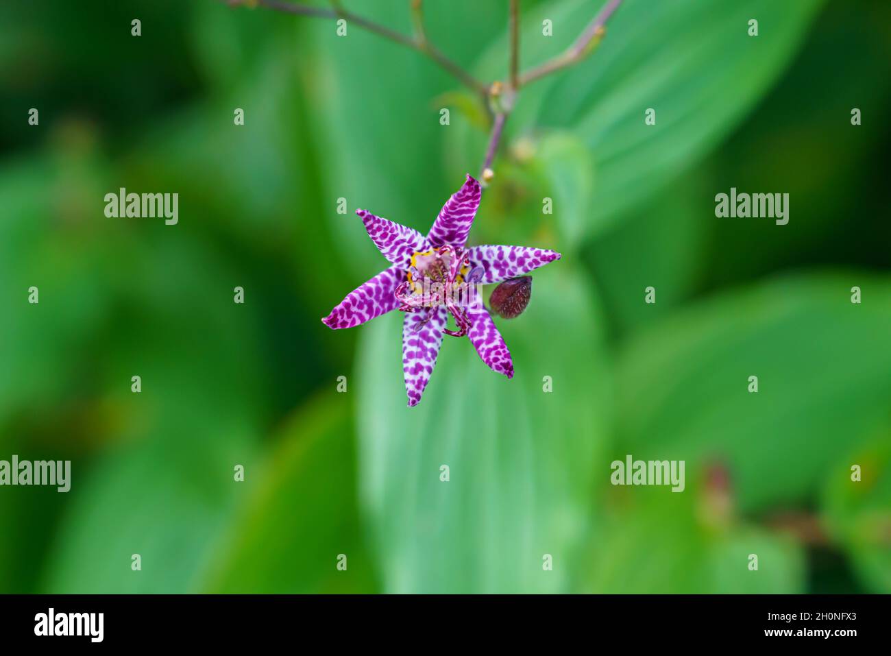 closeup of the beautiful and unusal spotted Japanese Toad Lily (Tricyrtis Hirta) with purple-white flower Stock Photo
