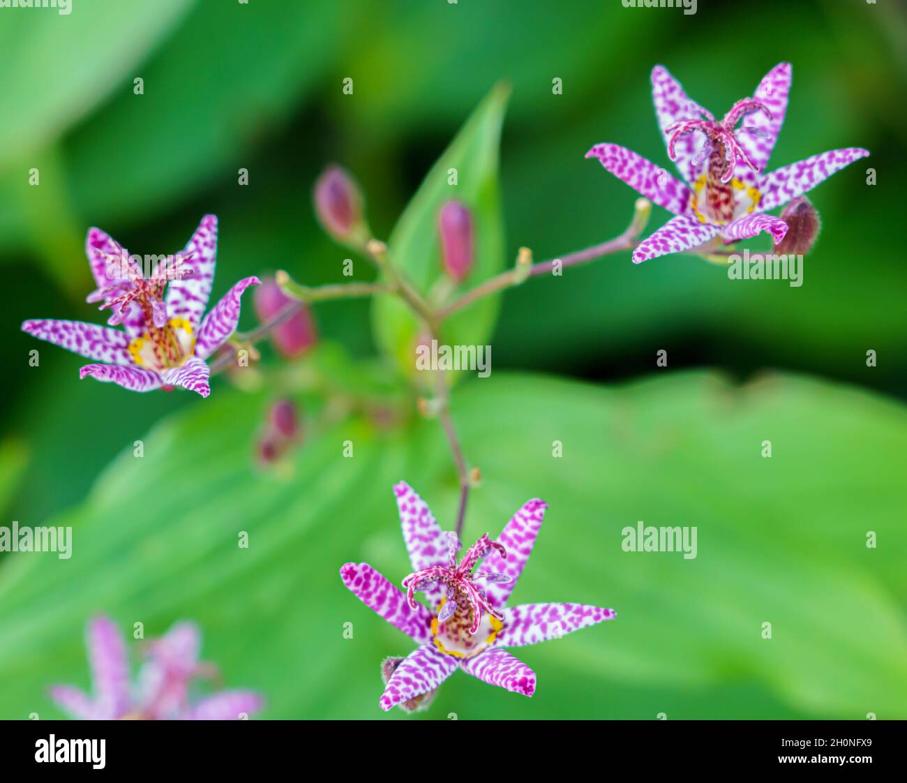 closeup of the beautiful and unusal spotted Japanese Toad Lily (Tricyrtis Hirta) with purple-white flower Stock Photo