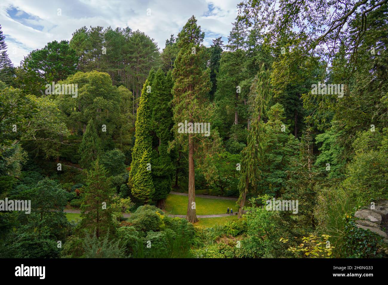 giant redwood sequoia tree (Sequoiadendron giganteum) with people walking beneath providing scale Bodnant Gardens Colwyn Bay Wales UK Stock Photo