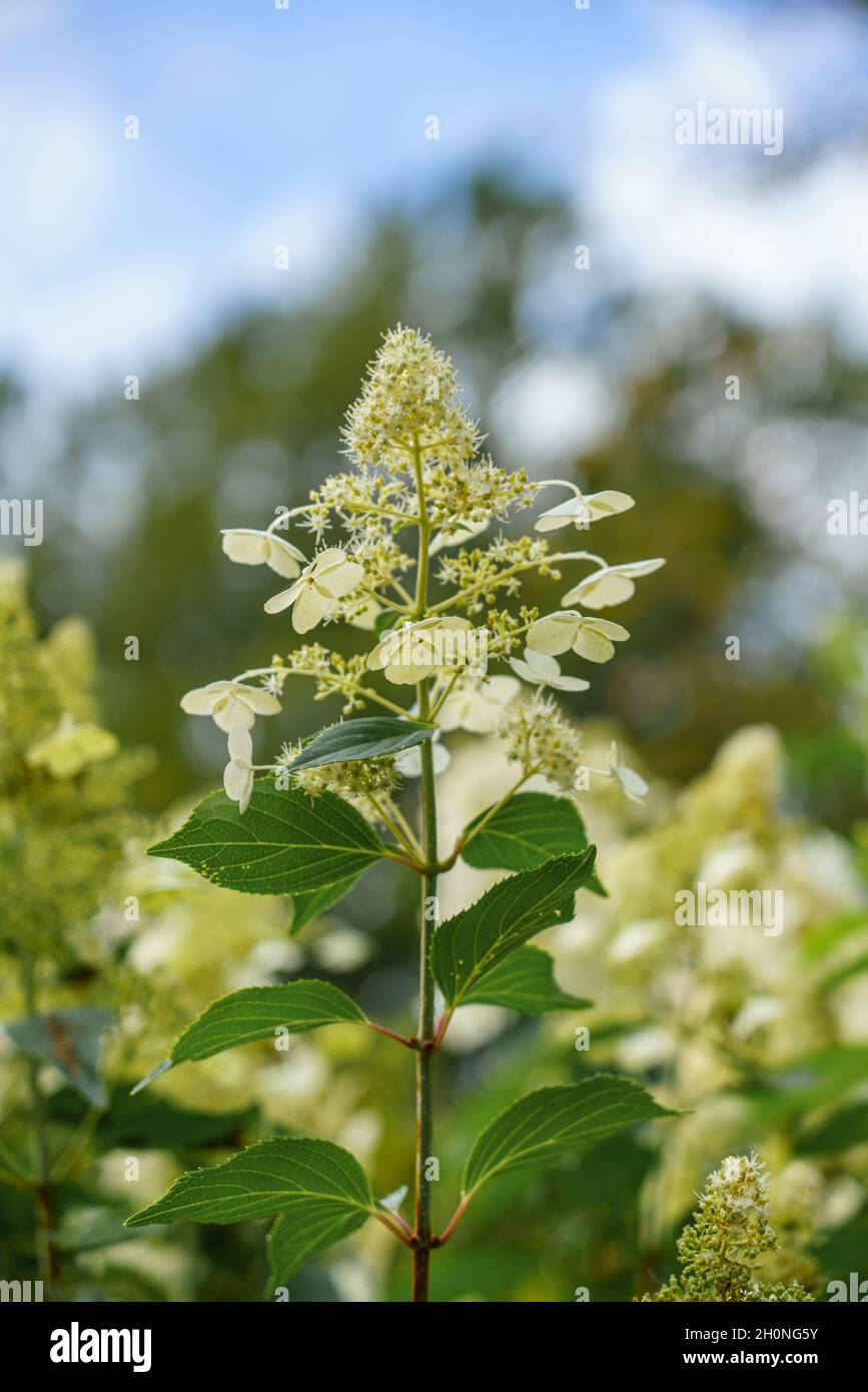 close up of white Panicle hydrangea (Hydrangea paniculata) Stock Photo