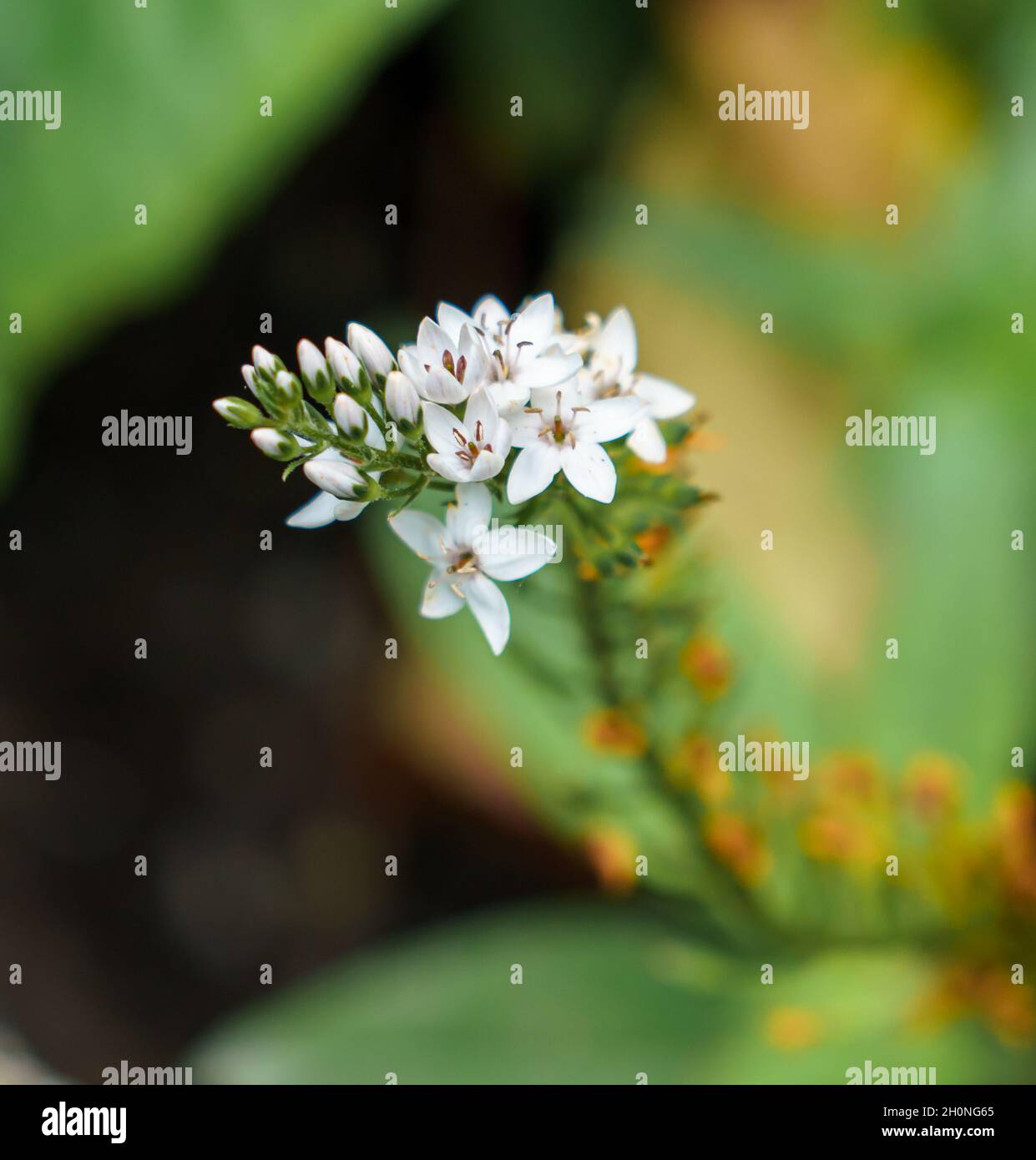 closeup of beautiful white loosestrife flower heads (Lysimachia clethroides) Stock Photo