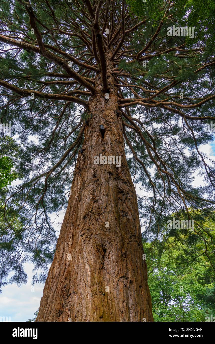 looking up the massive trunk to the branches of a giant redwood sequoia tree (Sequoiadendron giganteum) in Bodnant Gardens, Wales UK Stock Photo