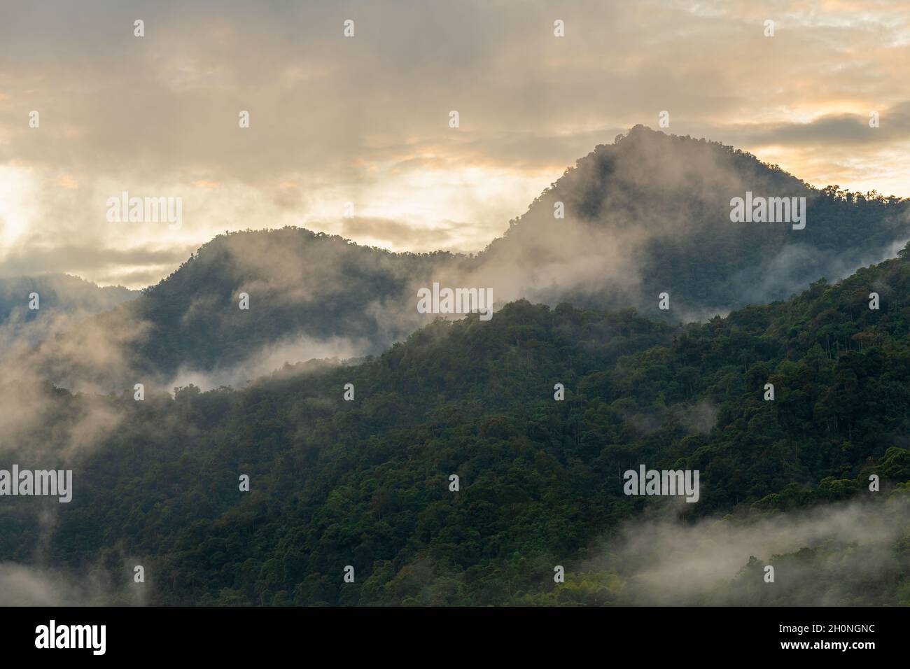 Mindo cloud forest at sunrise in fog and mist, Mindo, Ecuador. Stock Photo
