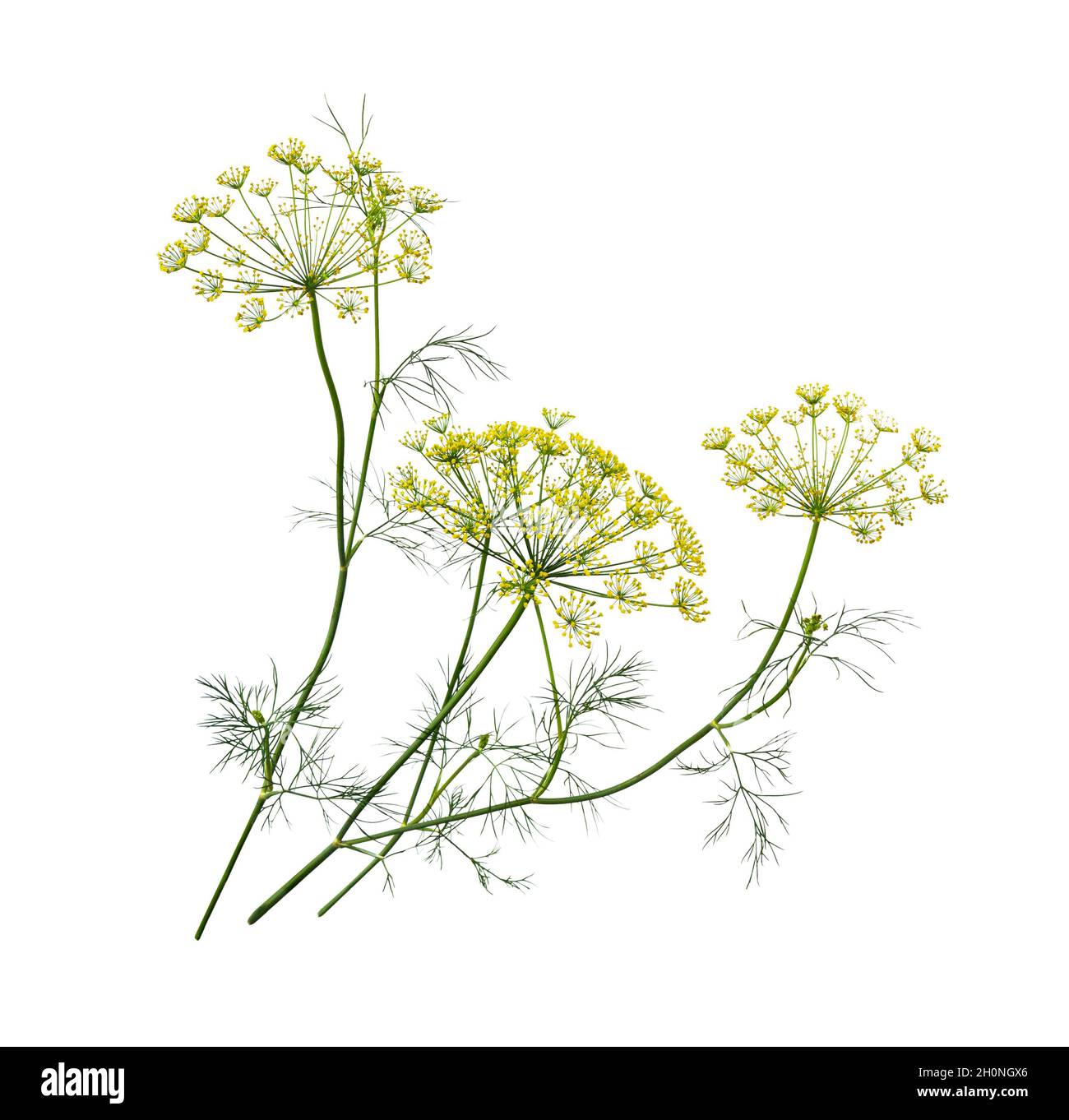 Branch of fresh green dill herb leaves isolated on white background