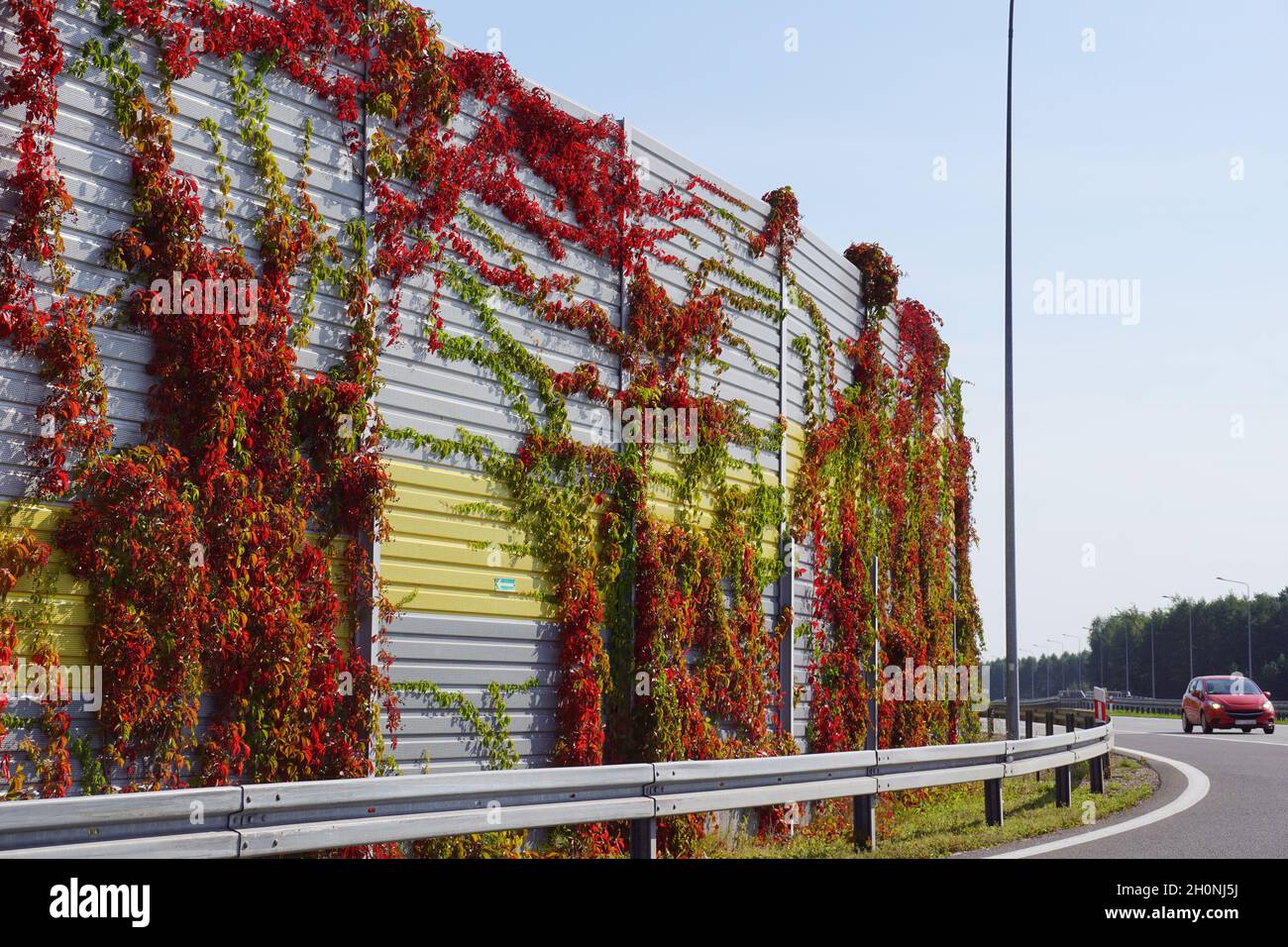 Noise barriers at the highway overgrown with Virginia Creeper. Autumn. Stock Photo