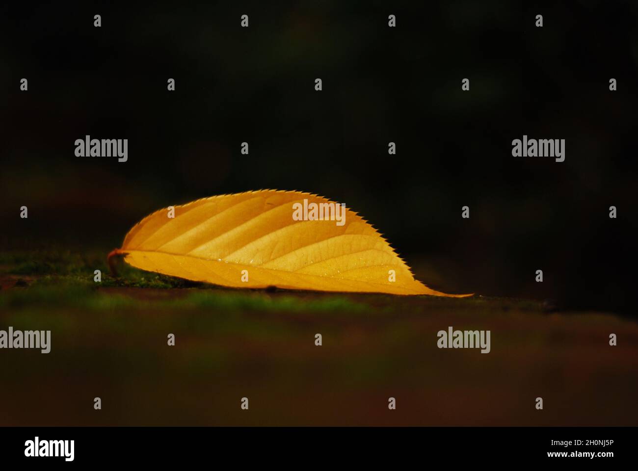 Single yellow autumn leaf close-up on a street in London. Stock Photo