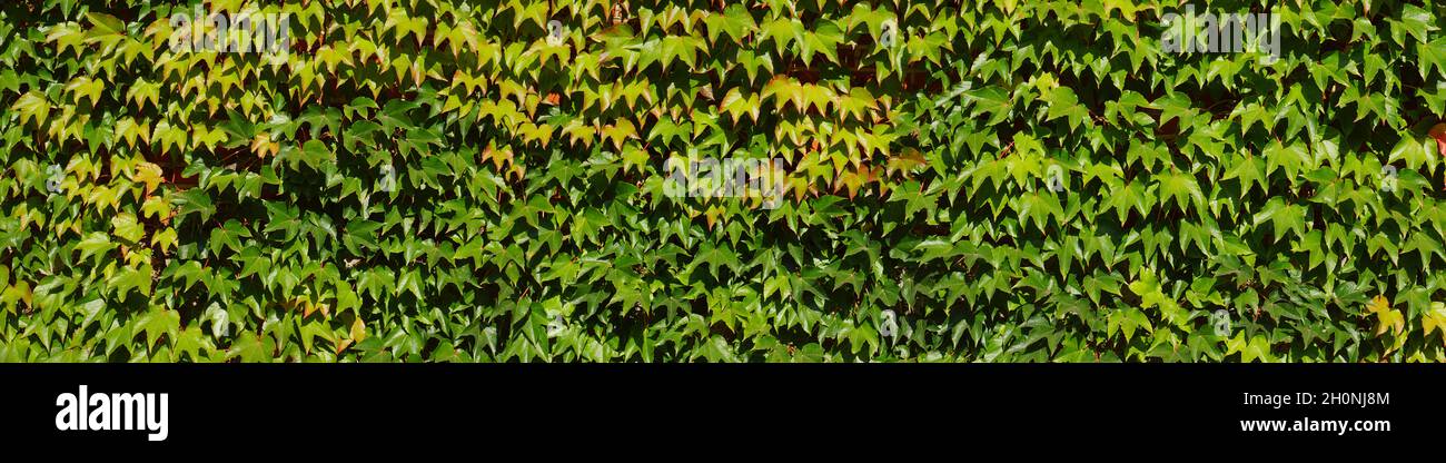 Wall overgrown with wild Parthenocissus inserta also known as thicket creeper, false Virginia creeper, woodbine, or grape woodbine. Panorama of leaves Stock Photo