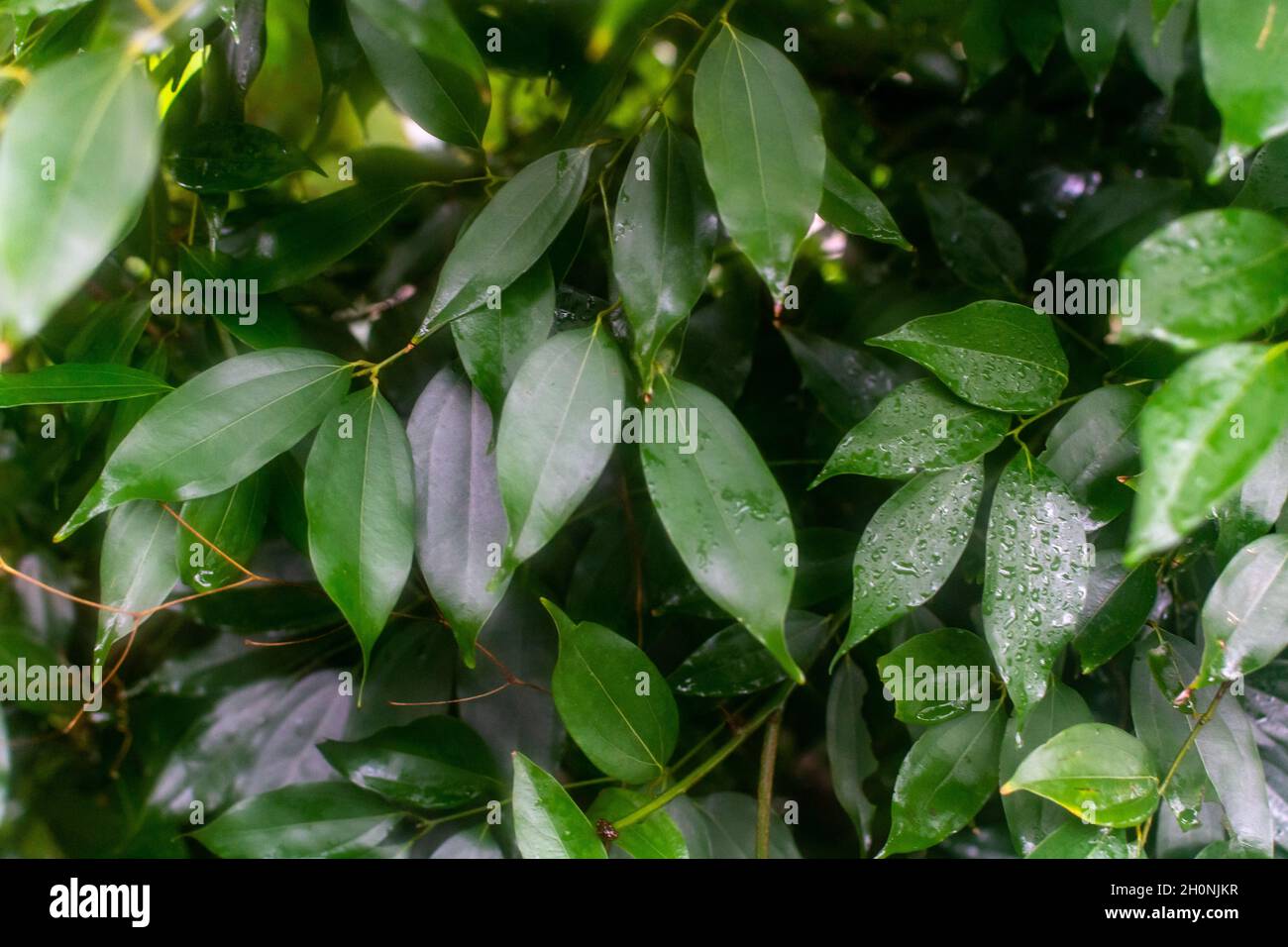 Botanical collection, Cinnamomum, wet leaves of green tropical