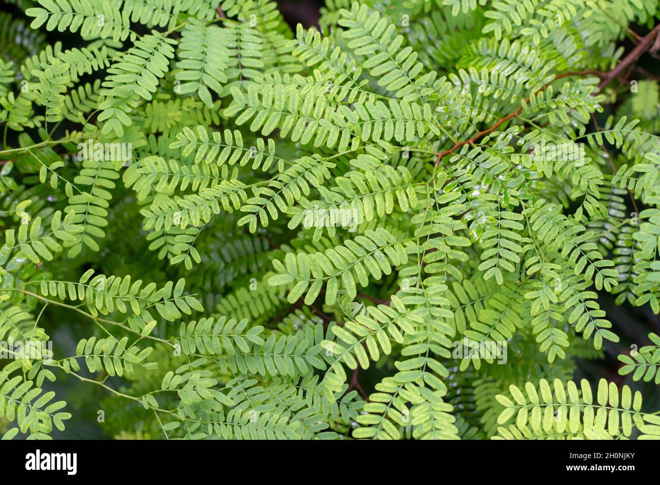 Botanical collection, green leaves of tropical tamarindus indica tree ...