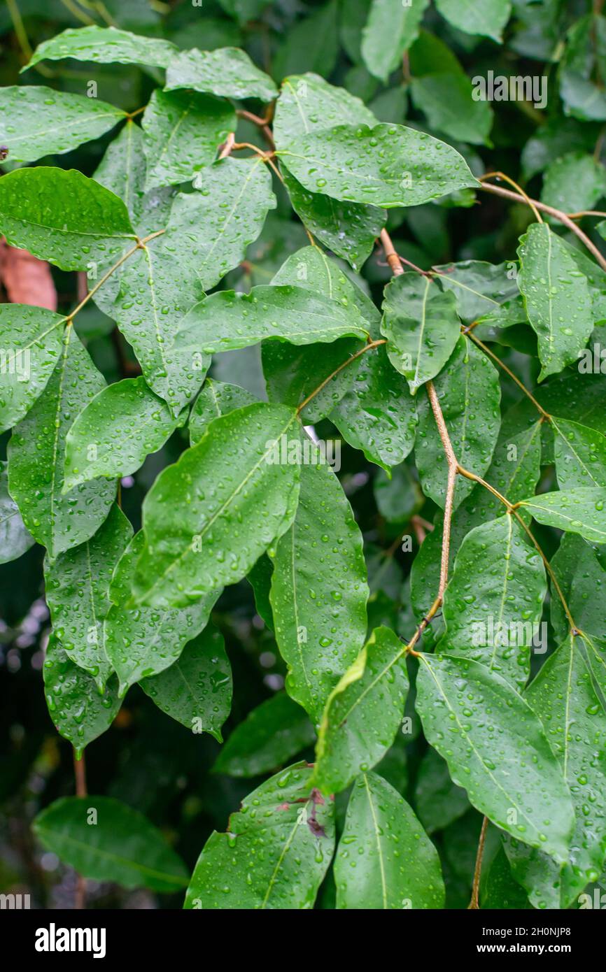 Botanical collection, Cinnamomum, wet leaves of green tropical