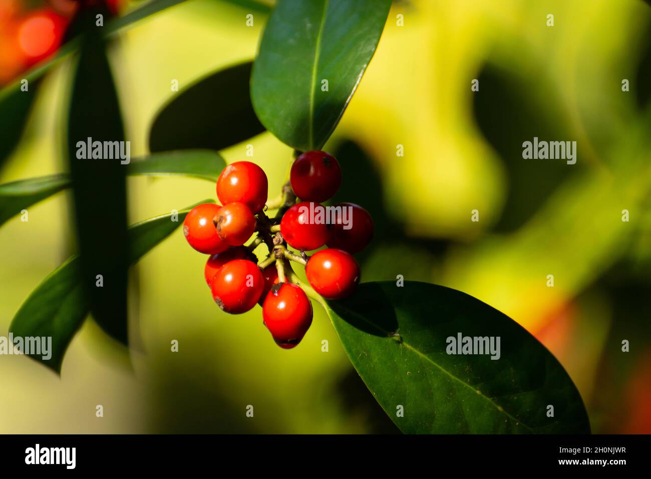 Red Ripe Berries Red ripe berries of ilex aquifolium plant in autumn Stock Photo - Alamy