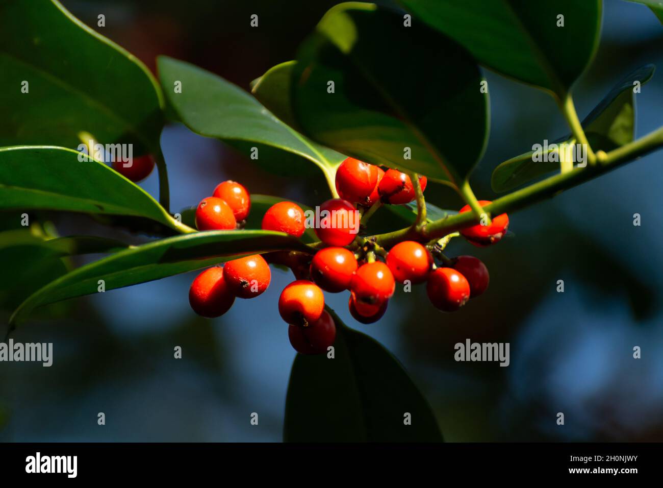 Red Ripe Berries Red ripe berries of ilex aquifolium plant in autumn Stock Photo - Alamy
