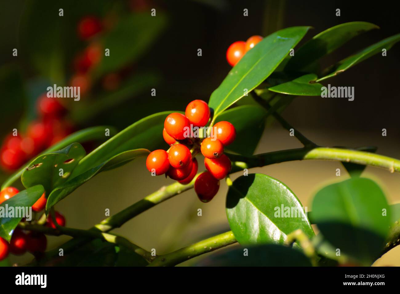 Red ripe berries of ilex aquifolium plant in autumn Stock Photo