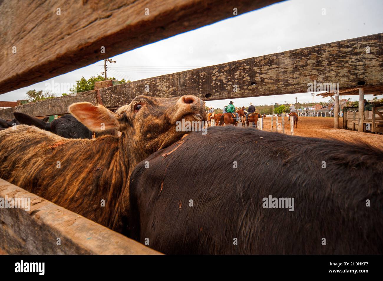 Rodeo is a traditional event in Bonito, Mato Grosso do Sul, Brazil ...