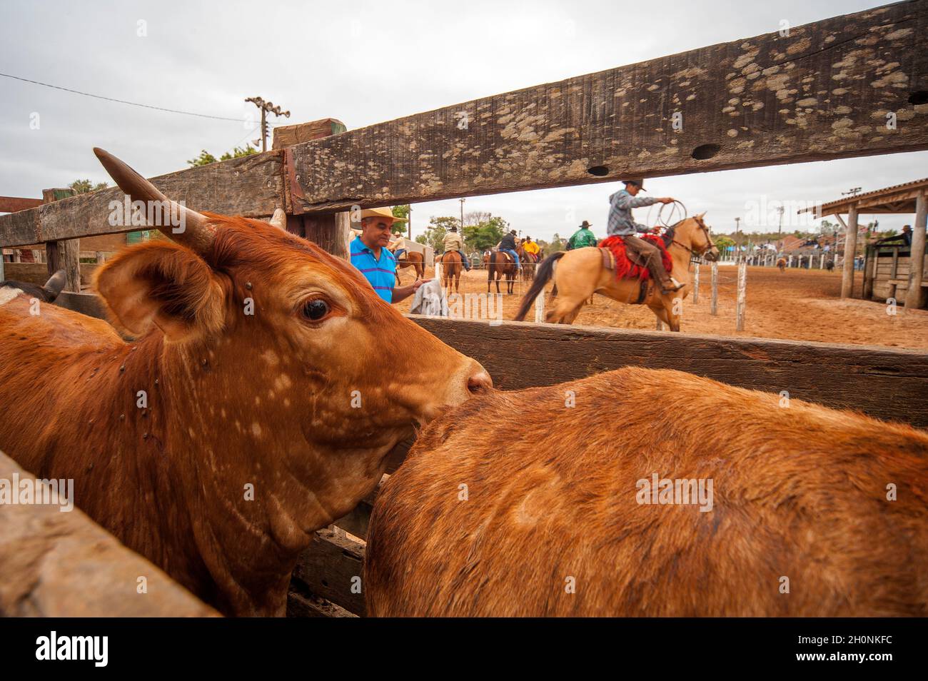 Rodeo is a traditional event in Bonito, Mato Grosso do Sul, Brazil ...