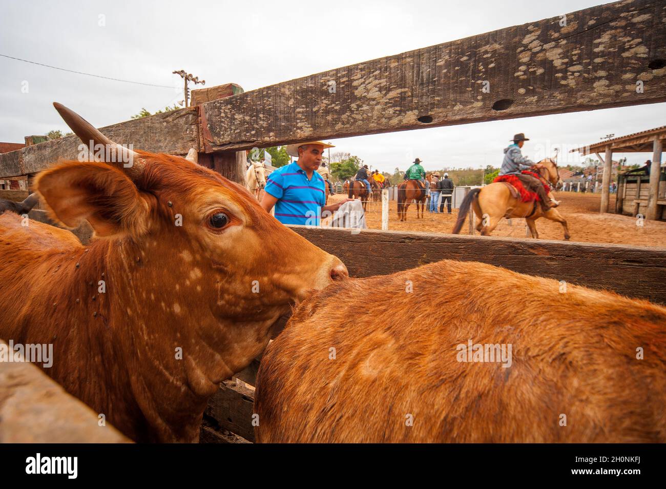 Rodeo is a traditional event in Bonito, Mato Grosso do Sul, Brazil ...