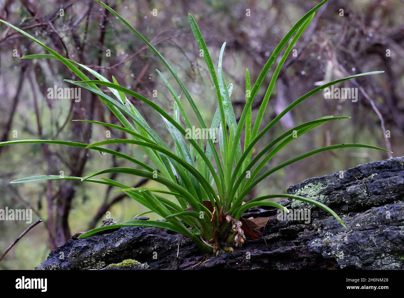 Australian native Cymbidium Orchid with flower spike Stock Photo Alamy