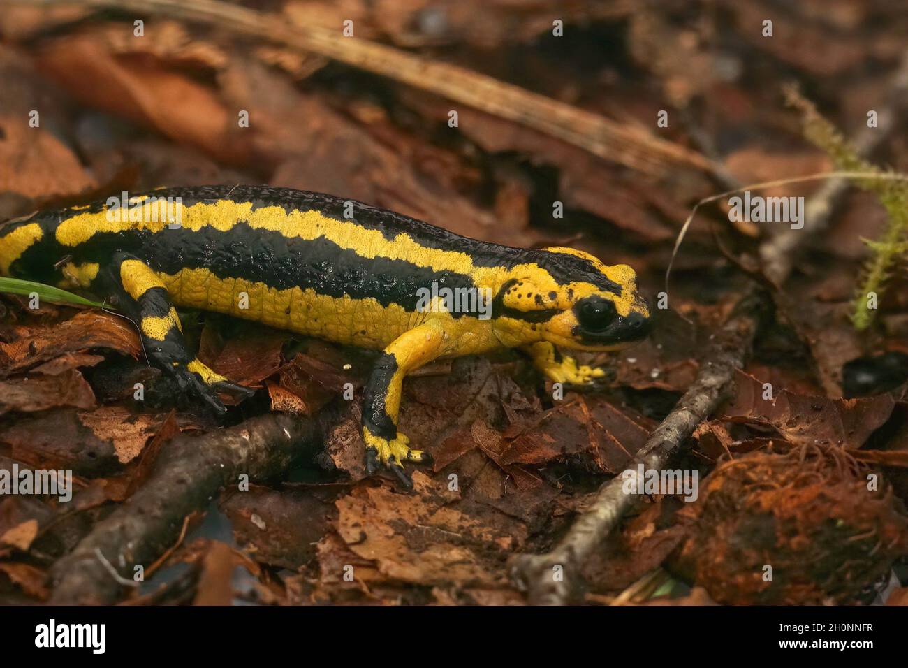 Closeup on the Iberian live bearing fire salamander, Salamandra Stock Photo
