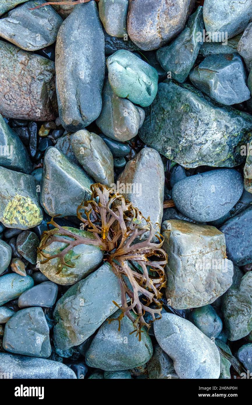 Detail of kelp washed up on to beach rocks, Neck Point Park, Nanaimo ...
