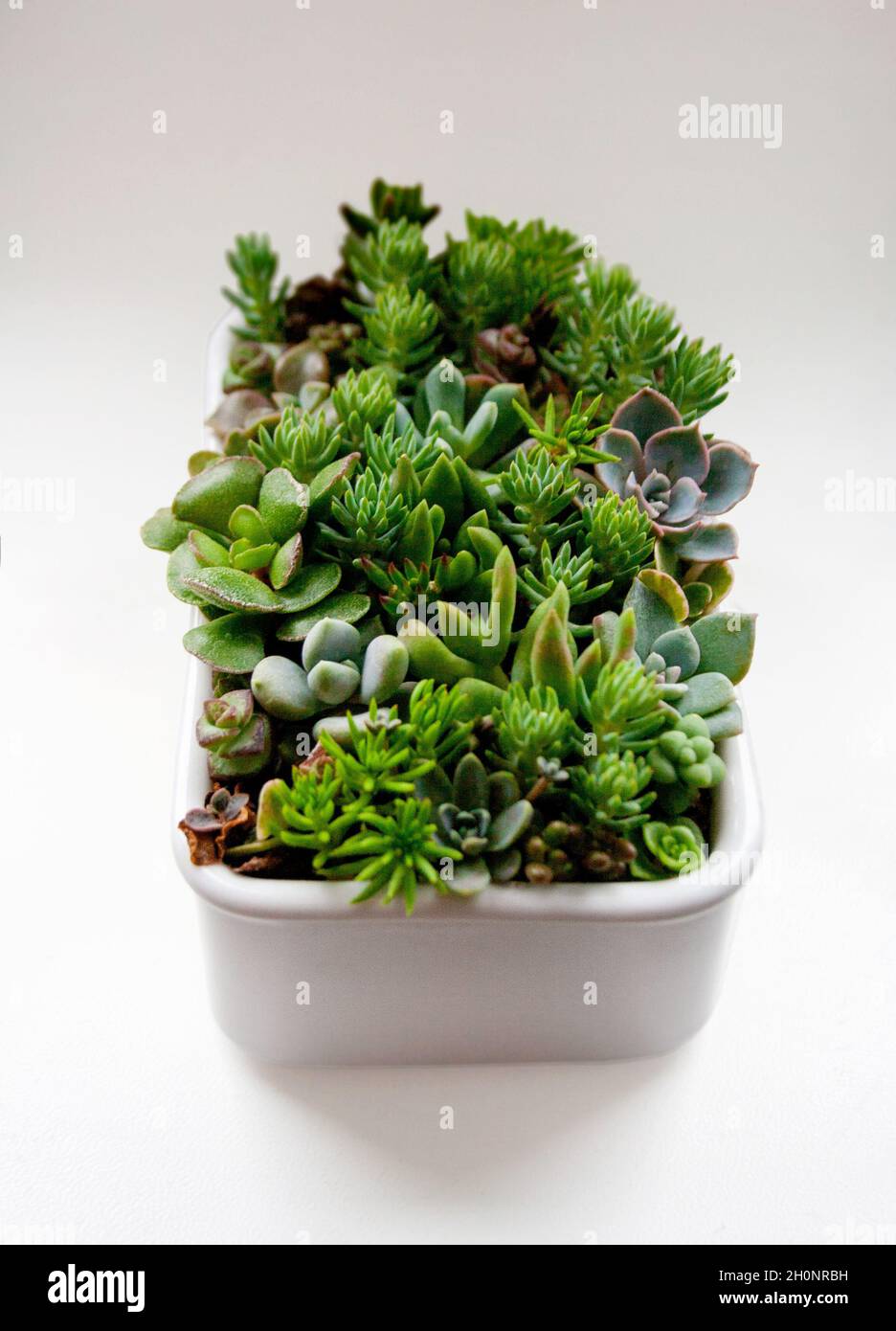 Small succulents garden in ceramic planter isolated on white background Stock Photo