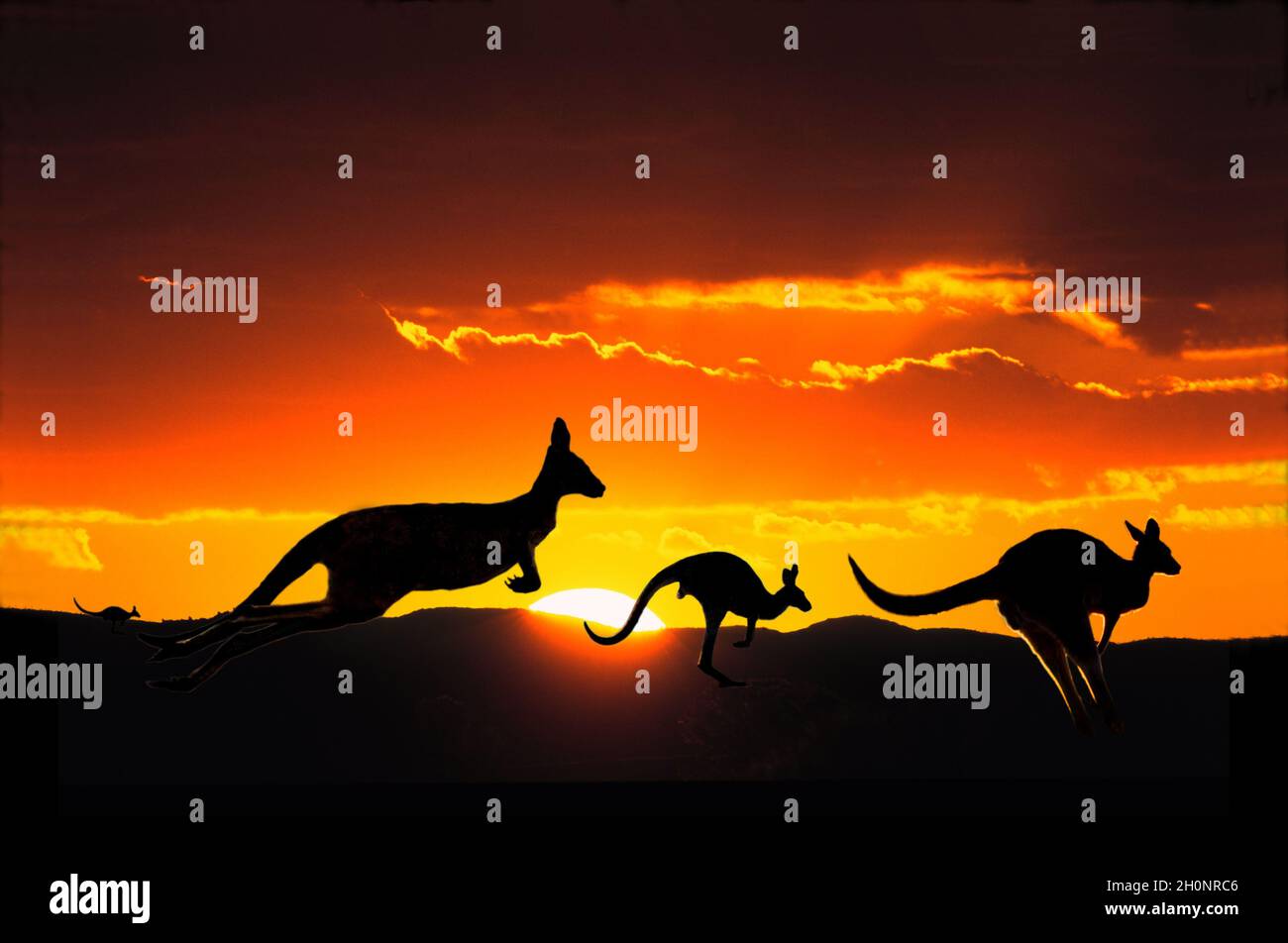 ouitback-hi-res-stock-photography-and-images-alamy