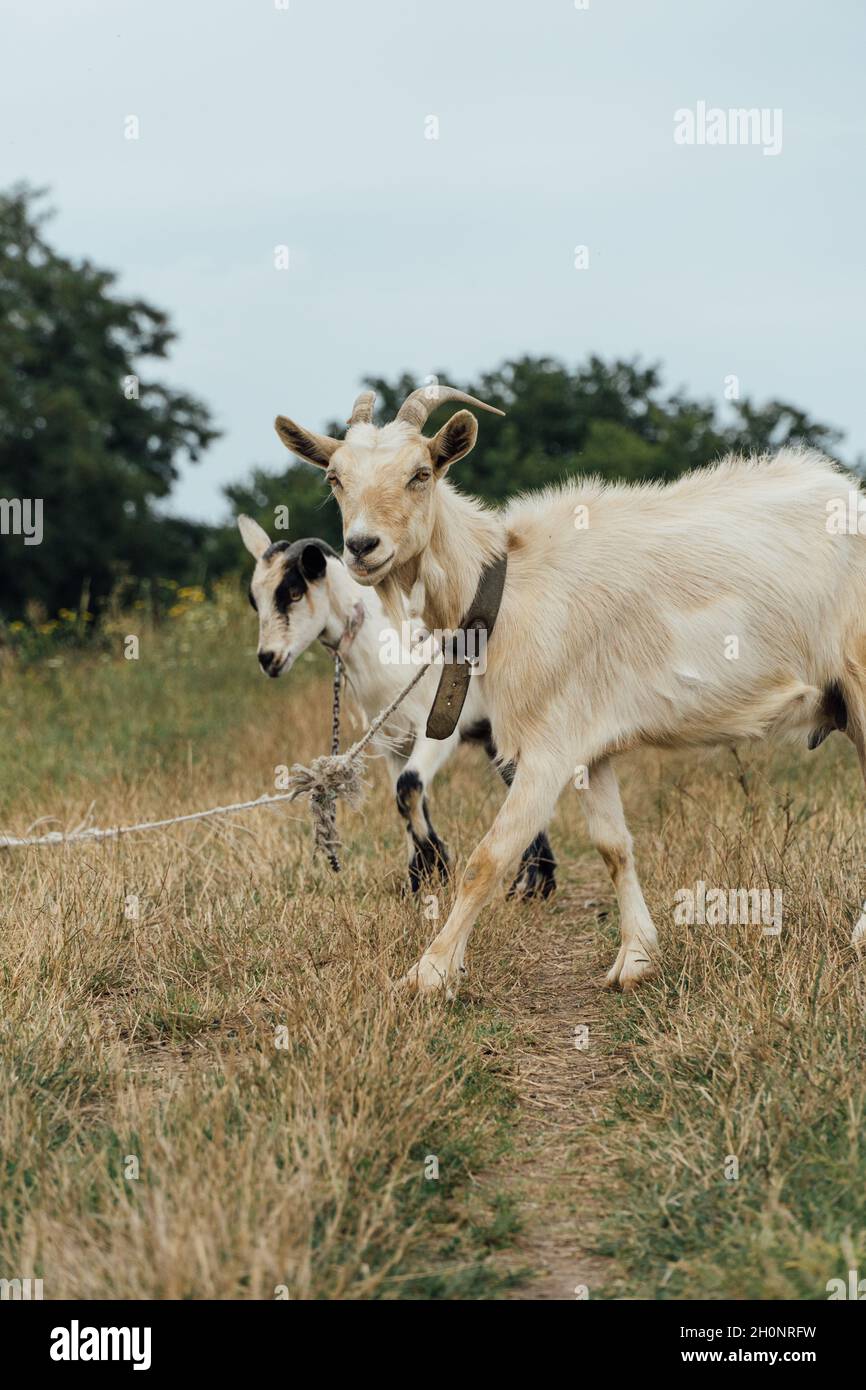 Beautiful white mother goat with her kid tied on the rope in the steppe ...