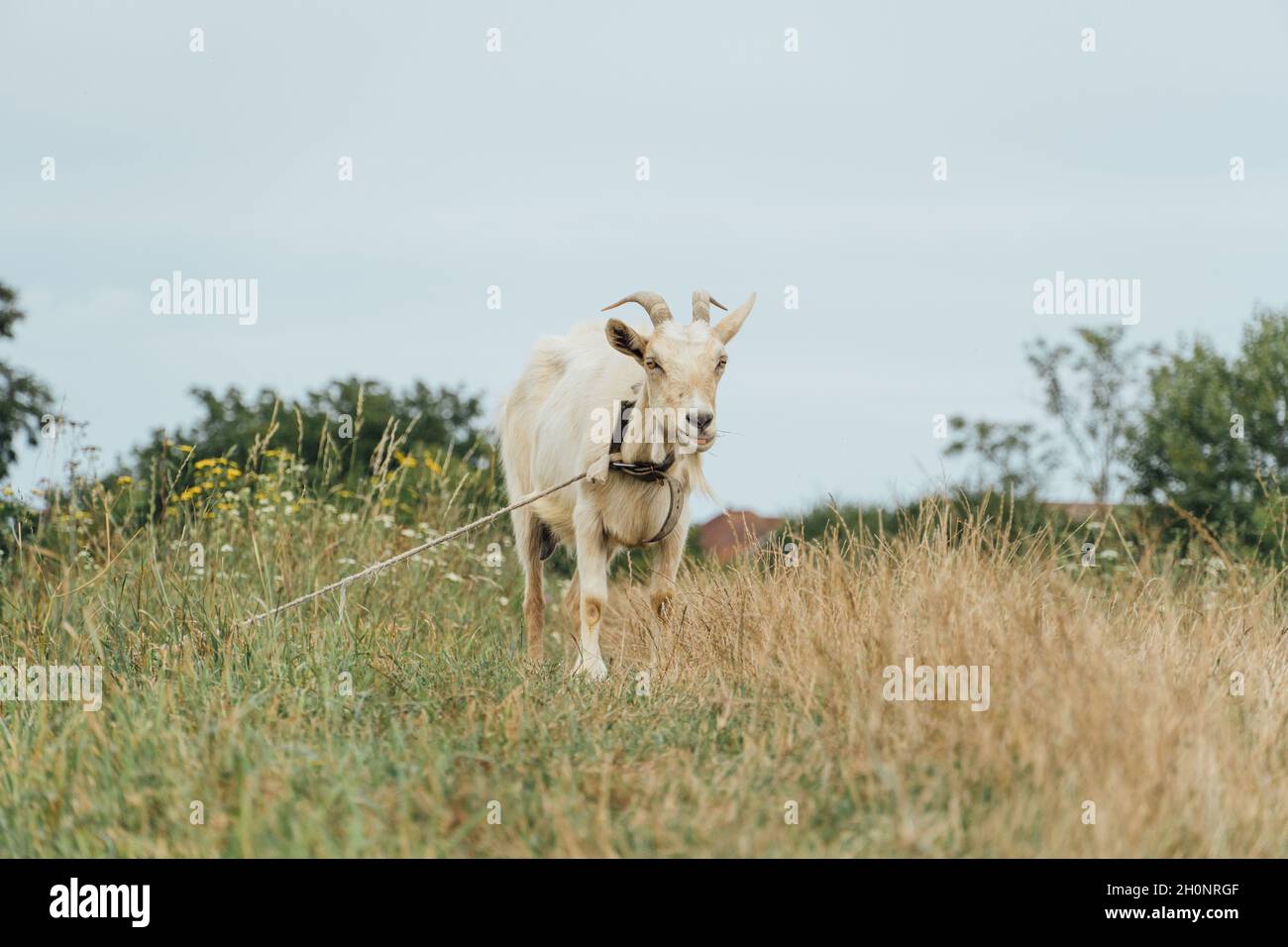 Beautiful white female goat tied on the rope in the steppe on a gloomy ...